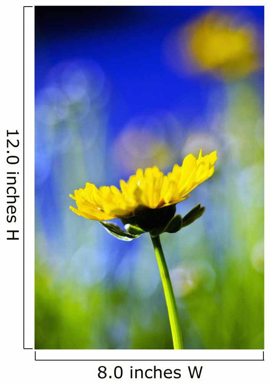 Gazania Beautiful Yellow Blossom Wall Decal Design 2