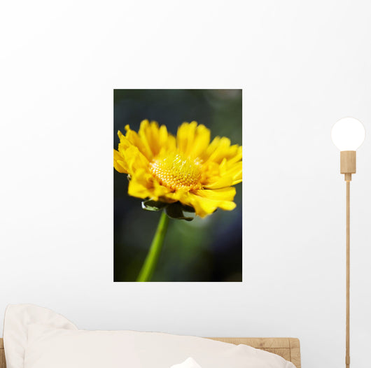 Gazania Beautiful Yellow Blossom Wall Decal Design 1