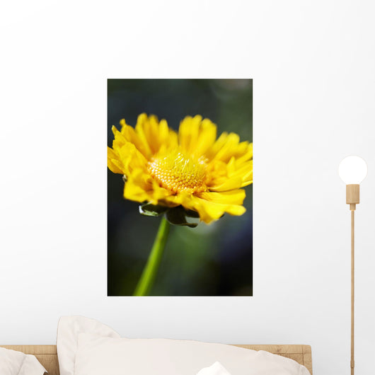 Gazania Beautiful Yellow Blossom Wall Decal Design 1