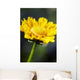 Gazania Beautiful Yellow Blossom Wall Decal Design 1