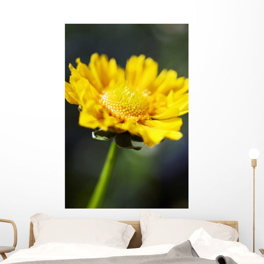 Gazania Beautiful Yellow Blossom Wall Decal Design 1