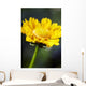 Gazania Beautiful Yellow Blossom Wall Decal Design 1
