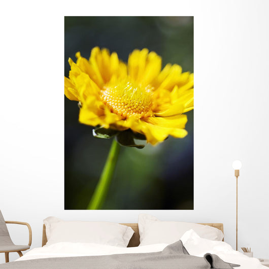 Gazania Beautiful Yellow Blossom Wall Decal Design 1
