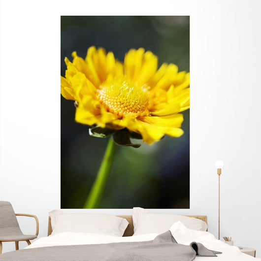 Gazania Beautiful Yellow Blossom Wall Decal Design 1