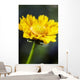 Gazania Beautiful Yellow Blossom Wall Decal Design 1