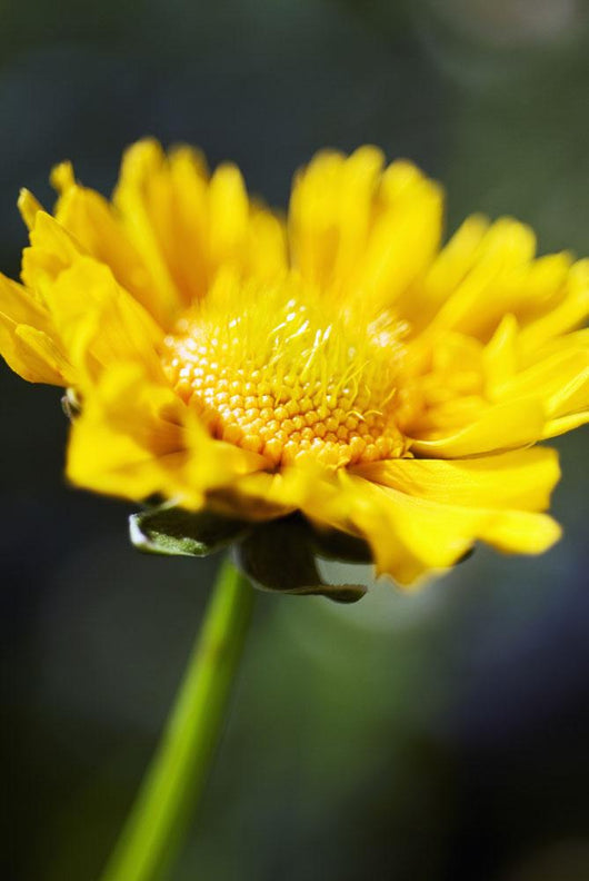 Gazania Beautiful Yellow Blossom Wall Decal Design 1