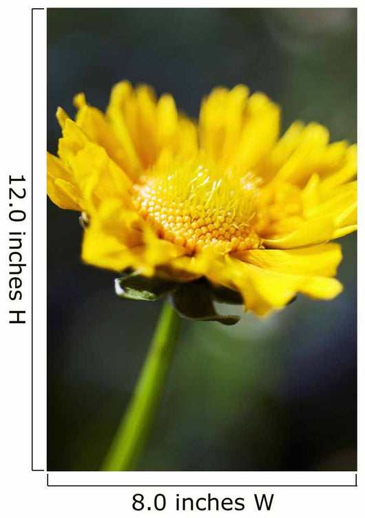 Gazania Beautiful Yellow Blossom Wall Decal Design 1