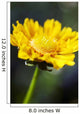Gazania Beautiful Yellow Blossom Wall Decal Design 1