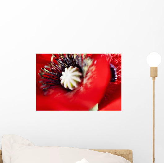 Potentilla Gibson's Scarlet Extreme Wall Decal