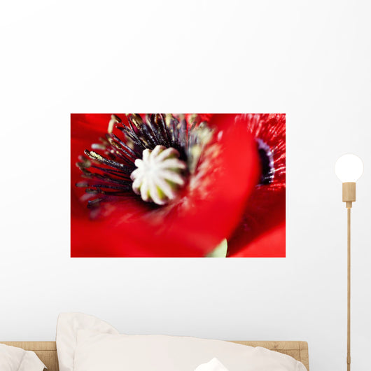 Potentilla Gibson's Scarlet Extreme Wall Decal
