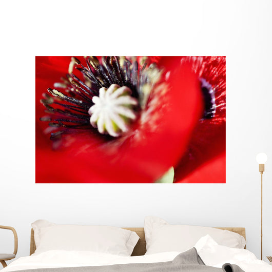 Potentilla Gibson's Scarlet Extreme Wall Decal