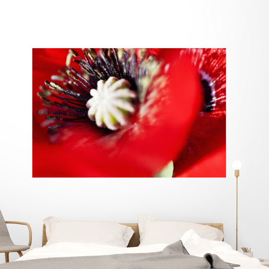 Potentilla Gibson's Scarlet Extreme Wall Decal