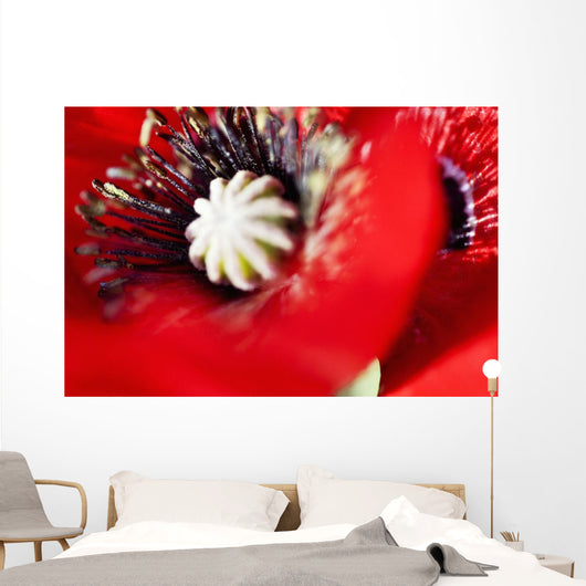 Potentilla Gibson's Scarlet Extreme Wall Decal