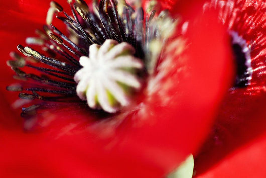 Potentilla Gibson's Scarlet Extreme Wall Decal