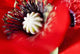 Potentilla Gibson's Scarlet Extreme Wall Decal