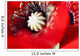 Potentilla Gibson's Scarlet Extreme Wall Decal