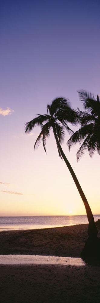 Palm Trees Silhouetted Beach Wall Decal Design 2