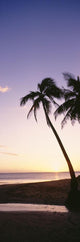 Palm Trees Silhouetted Beach Wall Decal Design 2