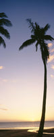 Palm Trees Silhouetted Beach Wall Decal Design 1