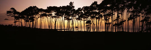 Line Trees Shoreline Silhouetted Wall Decal