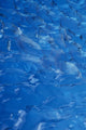Close-up Glacial Ice Wall Decal Design 1