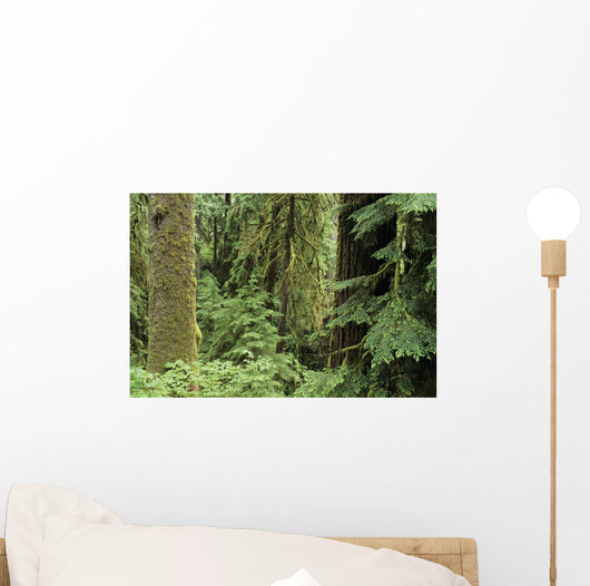 USA Olympic National Park Wall Decal