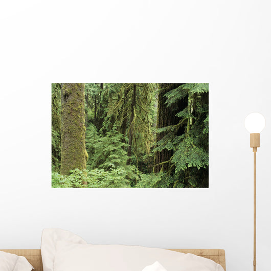 USA Olympic National Park Wall Decal