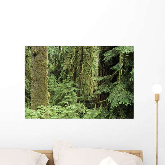 USA Olympic National Park Wall Decal