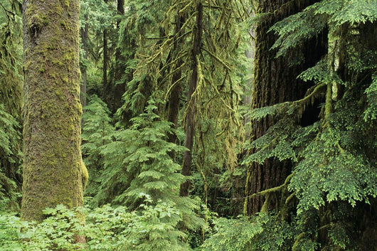 USA Olympic National Park Wall Decal
