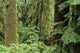 USA Olympic National Park Wall Decal