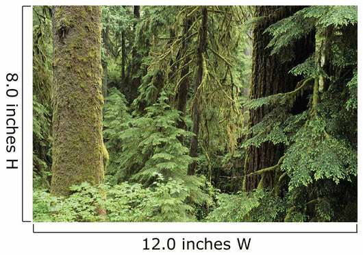 USA Olympic National Park Wall Decal
