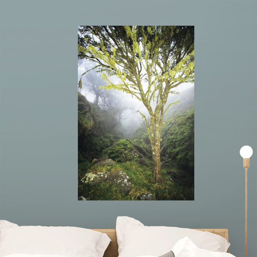 USA Hawaii Maui Foggy Wall Decal