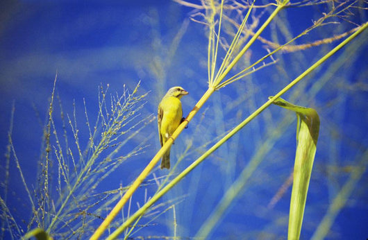 Closeup Yellow Fronted Canary Wall Decal