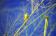 Closeup Yellow Fronted Canary Wall Decal