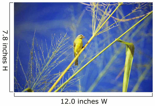 Closeup Yellow Fronted Canary Wall Decal