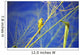 Closeup Yellow Fronted Canary Wall Decal