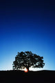Hawaii Big Island Koa Wall Decal