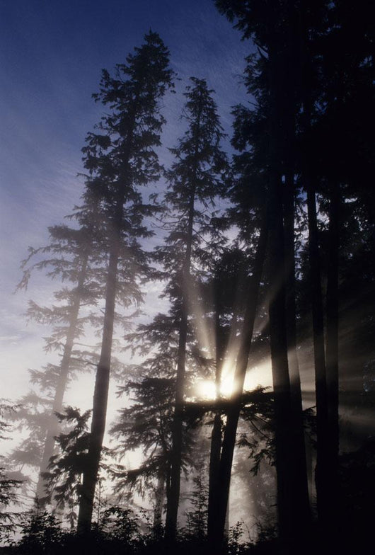 USA Oregon Sunlight Filtering Wall Decal