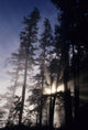 USA Oregon Sunlight Filtering Wall Decal