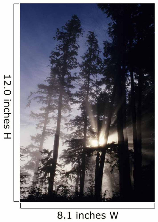 USA Oregon Sunlight Filtering Wall Decal