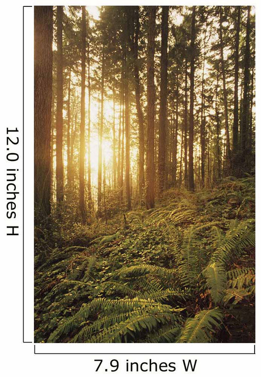 USA Oregon Ferns and Wall Decal