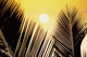 Pale Yellow Sunball behind Wall Decal