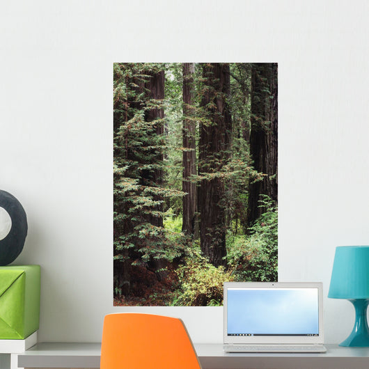 USA Jedediah Smith Redwoods Wall Decal