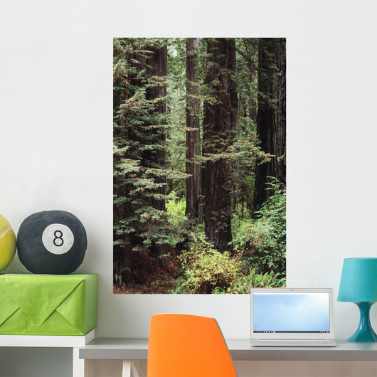 USA Jedediah Smith Redwoods Wall Decal