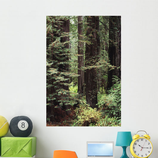 USA Jedediah Smith Redwoods Wall Decal