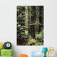 USA Jedediah Smith Redwoods Wall Decal