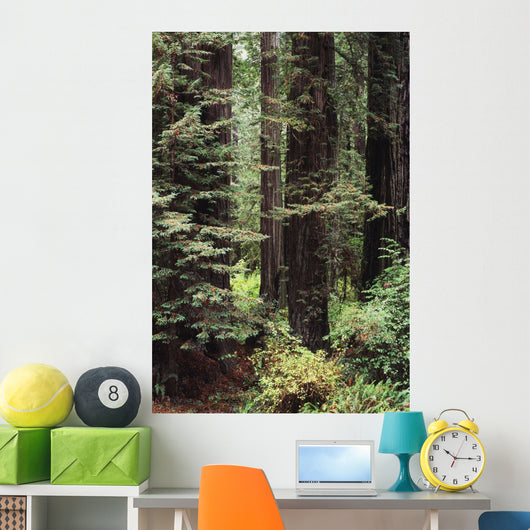 USA Jedediah Smith Redwoods Wall Decal