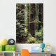 USA Jedediah Smith Redwoods Wall Decal