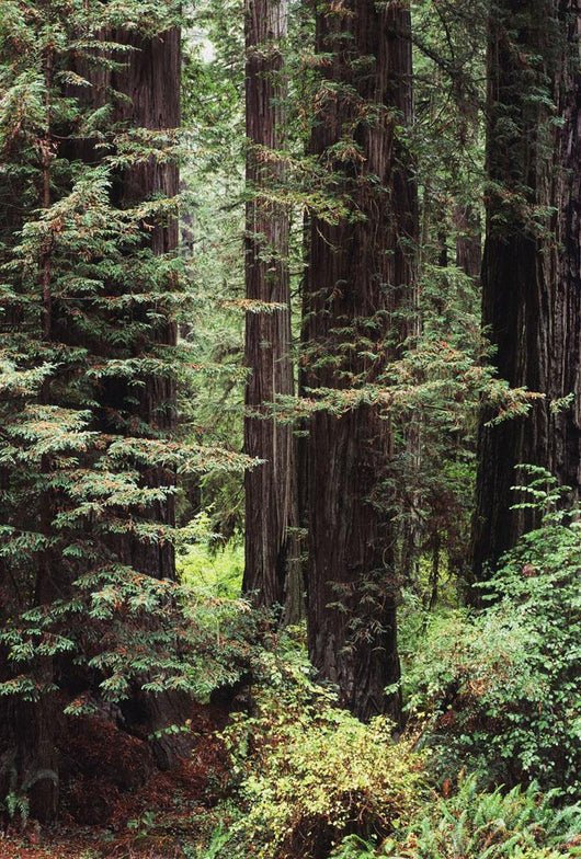 USA Jedediah Smith Redwoods Wall Decal