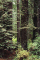 USA Jedediah Smith Redwoods Wall Decal